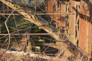 IMG 3569b